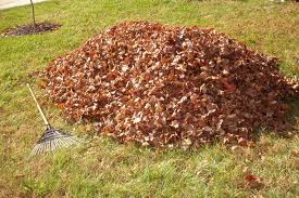 Pile of brown leaves on grass with a rake lying beside it.