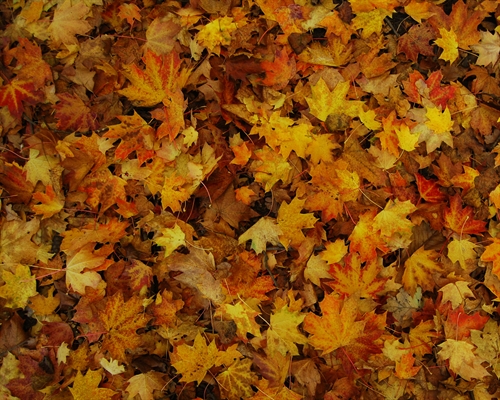 A dense layer of autumn leaves in various shades of orange, yellow, and brown covering the ground.