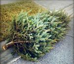 Discarded Christmas tree lies on a curbside next to a patch of grass.