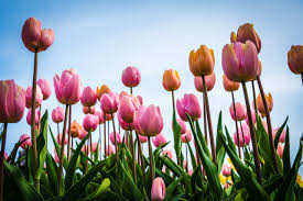 Pink and orange tulips viewed from below against a clear blue sky.